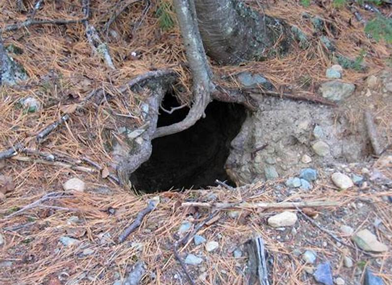 黑熊进洞,棕熊上山,大公棕熊可安睡