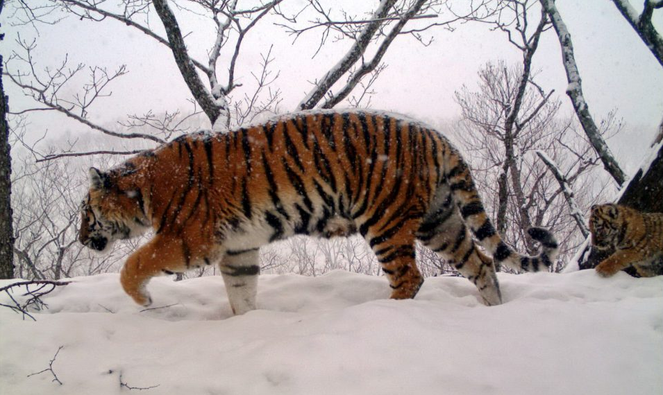 熊是怎么准备过冬的?