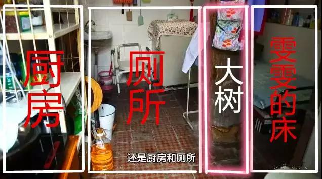 一家3口挤20平老房，树长在房中央，设计师爆改后秒变洋房，真牛