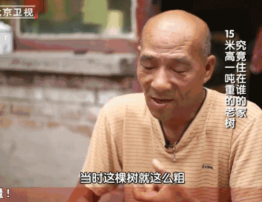 一家3口挤20平老房，树长在房中央，设计师爆改后秒变洋房，真牛