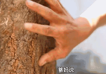 一家3口挤20平老房，树长在房中央，设计师爆改后秒变洋房，真牛