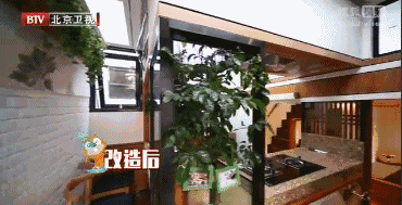 一家3口挤20平老房，树长在房中央，设计师爆改后秒变洋房，真牛