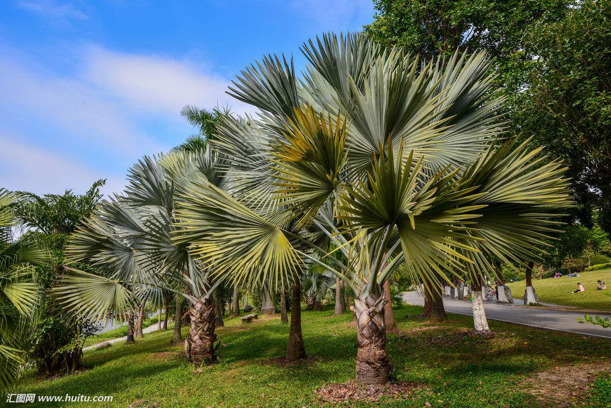 拼音pú kuí别名扇叶葵,葵扇叶来源棕榈科蒲葵属植物蒲葵livistona