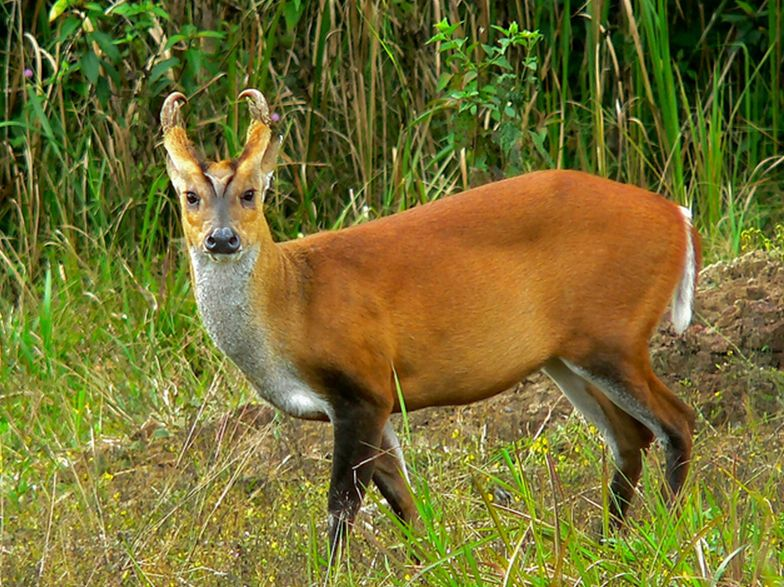 今日麂子一般在什么地方活动麂子的生活环境