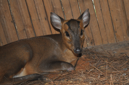 还是不忍心说了,我见过活的小麂子,特别喜欢,很可爱的,你们看这相片