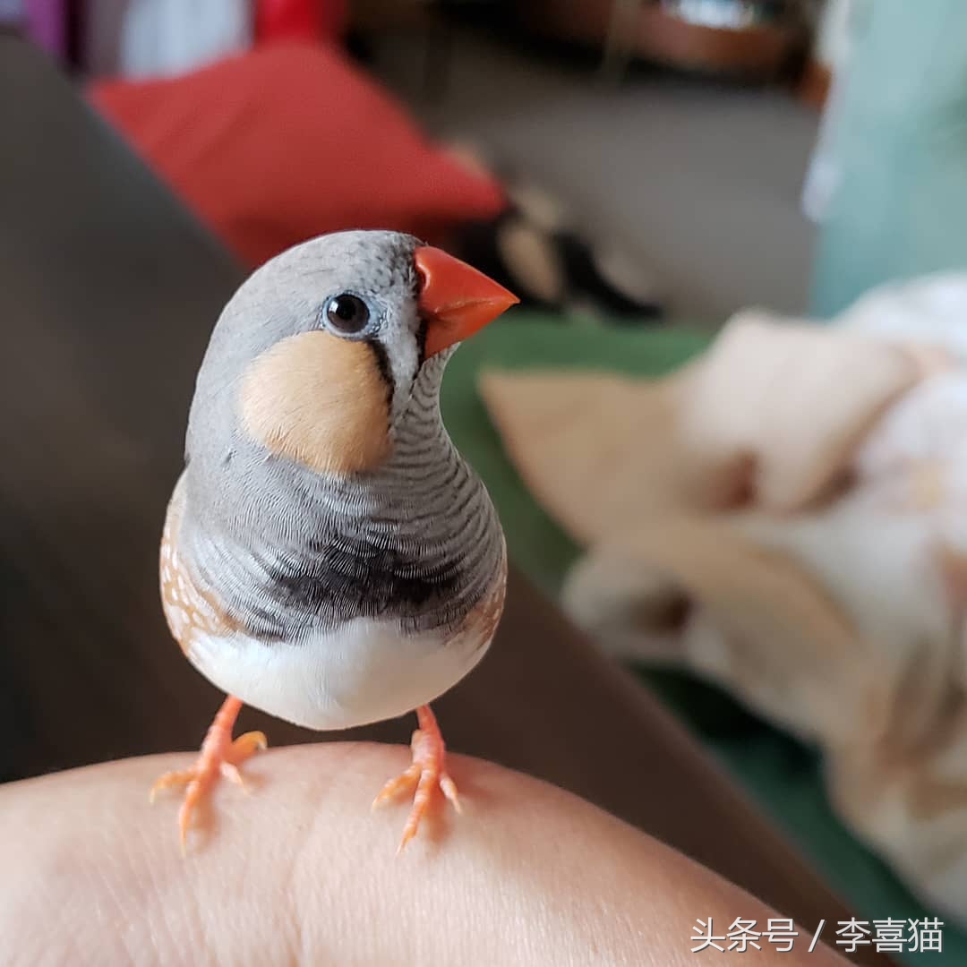 怎么让珍珠鸟不怕我