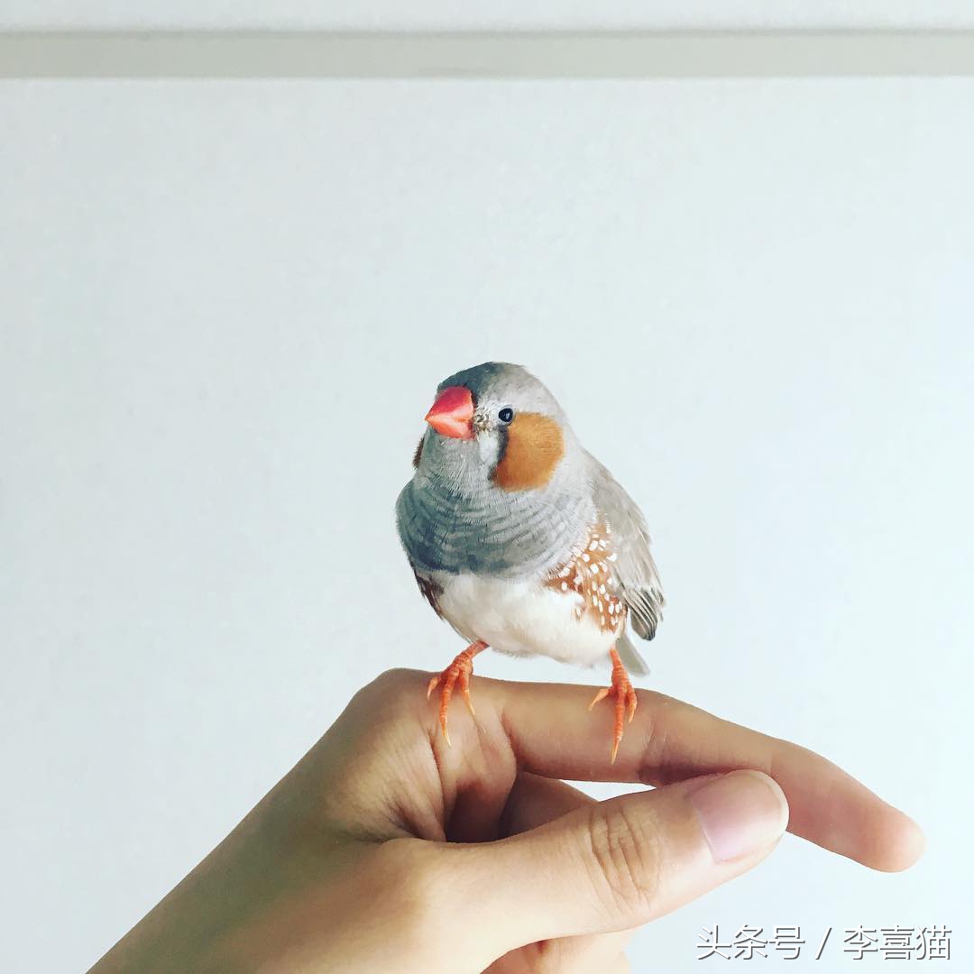 怎么让珍珠鸟不怕我