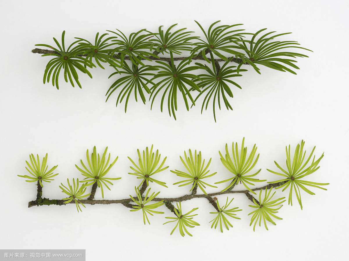 土荆皮的作用中药材土荆皮主治杀虫止痒用于疥癣瘙痒