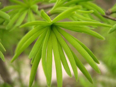 拼音tǔ jīnɡ pí别名土槿皮(《中药通报》3(4):156,1957),荆树皮