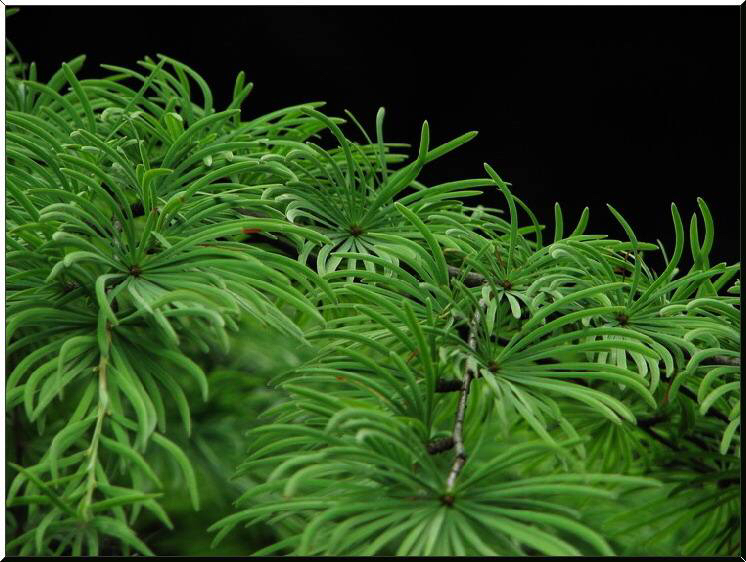 拼音tǔ jīnɡ pí别名土槿皮(《中药通报》3(4):156,1957),荆树皮