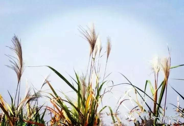 散文诗：写给芦苇