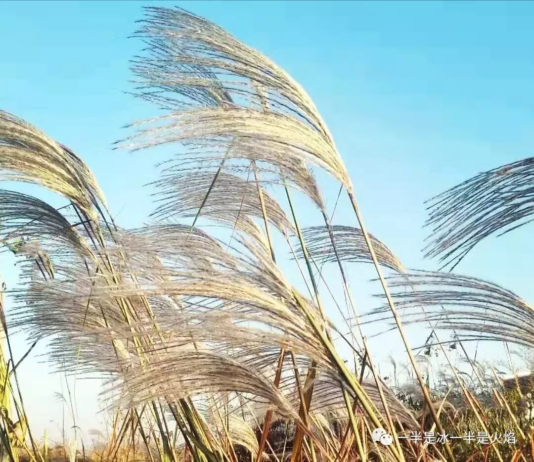 散文诗：写给芦苇