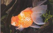 珍珠鱗金魚 天天看點