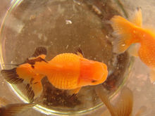 珍珠鱗金魚 天天看點