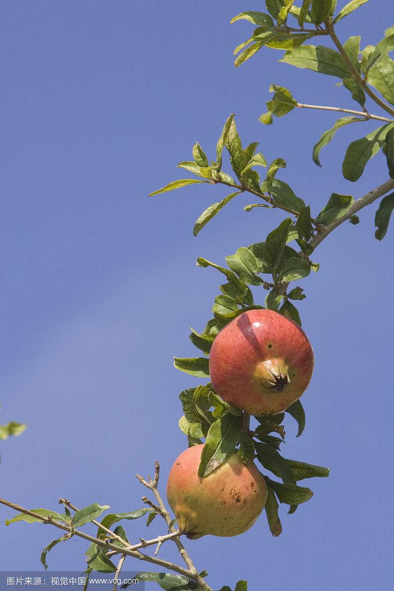 石榴树长成大树了,也就不再用稻草包裹了,有一年冬