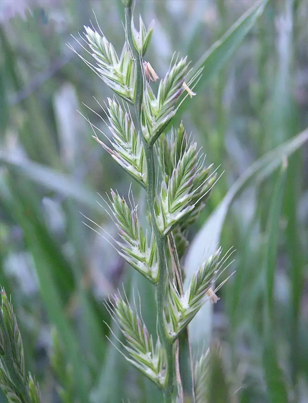 禾本科杂草禾本科杂草