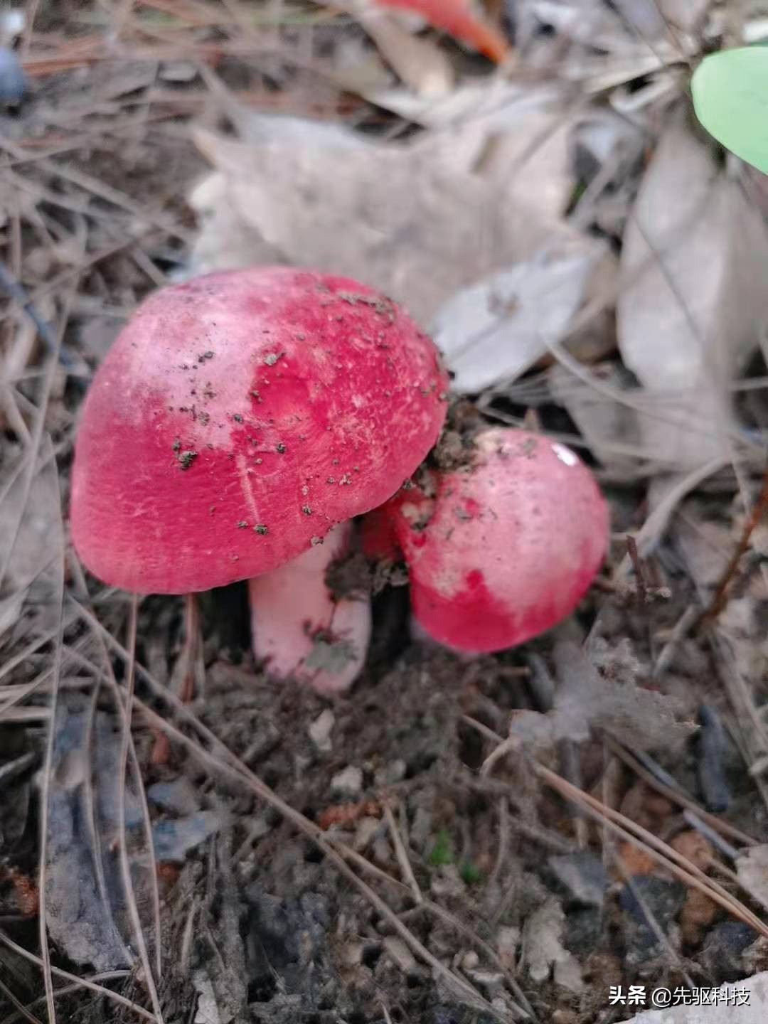 广西容县特产,1000块钱一斤的野生红菇,很补