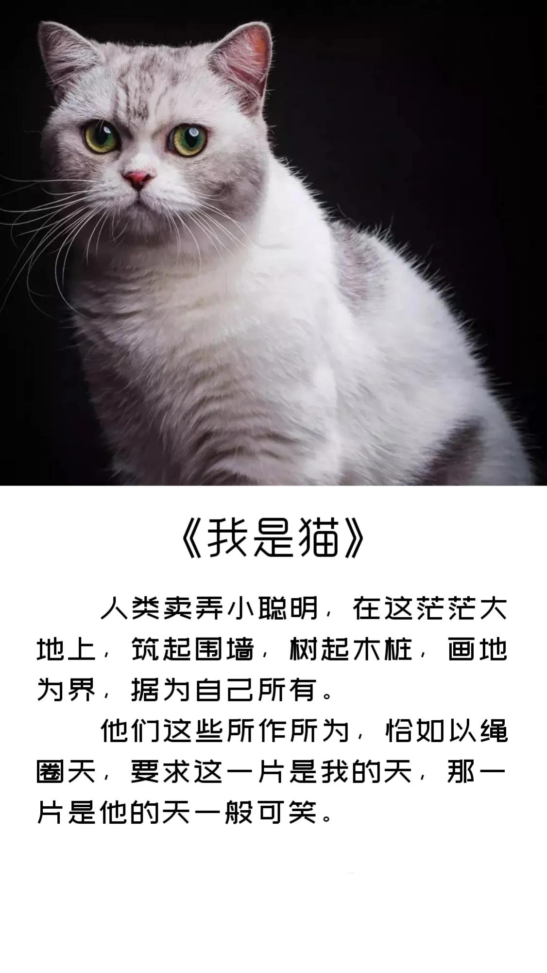 《我是猫》精彩句子摘录