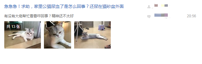 家猫尿血别惊慌，寻找潜在病因才是当务之急！
