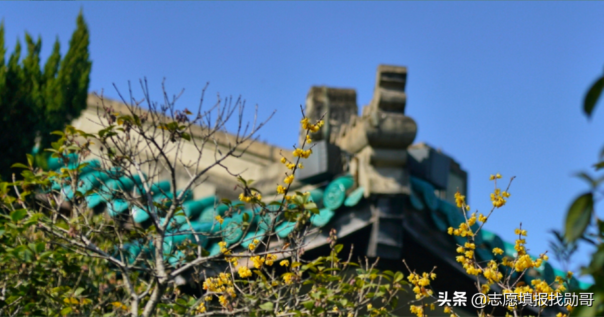 “武汉双雄”毕业生就业大比拼：升学率高达57%，500强就业抢着要