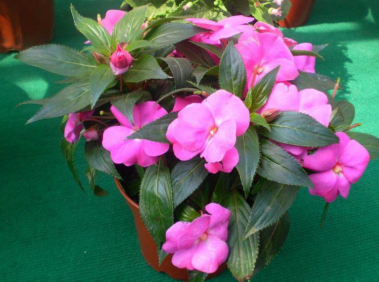 非洲鳳仙,非洲鳳仙花的養(yǎng)殖方法和注意事項