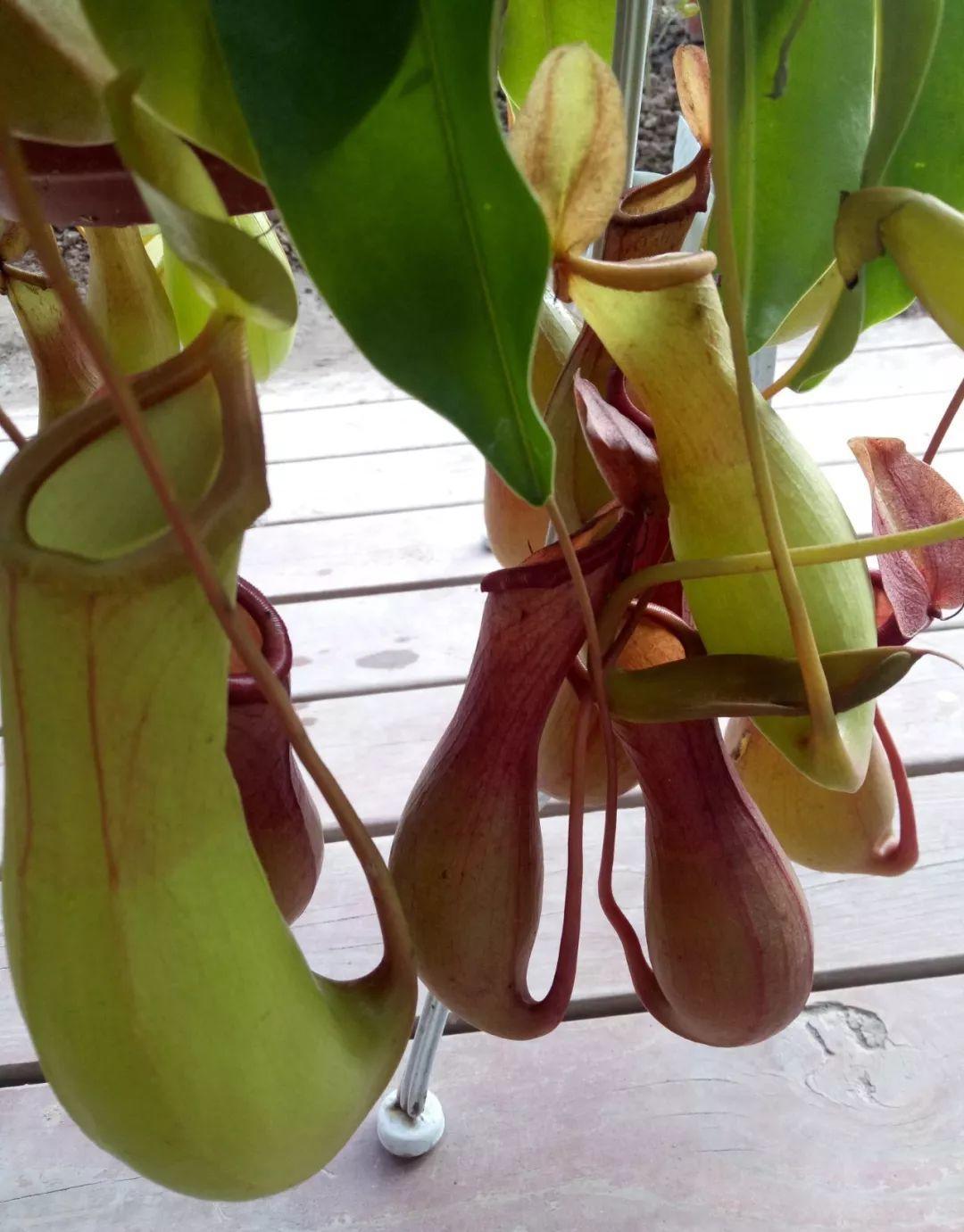 驱虫植物(12种吃蚊虫的花,养1盆,虫子全死光)