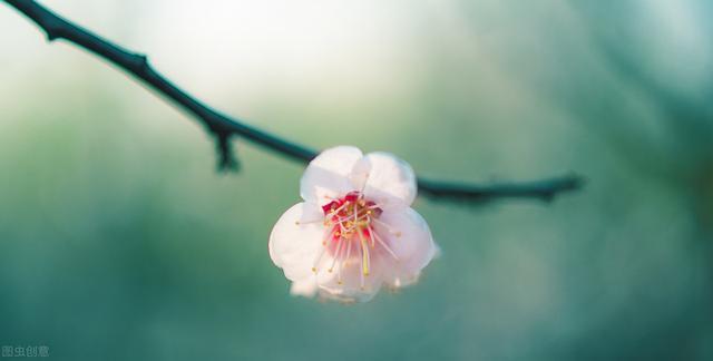 写作指导：学会抒情，作文更动情！（含思维导图和名家美文荐读）