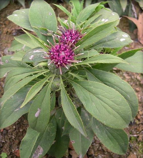 白术是什么(白术是什么中药)