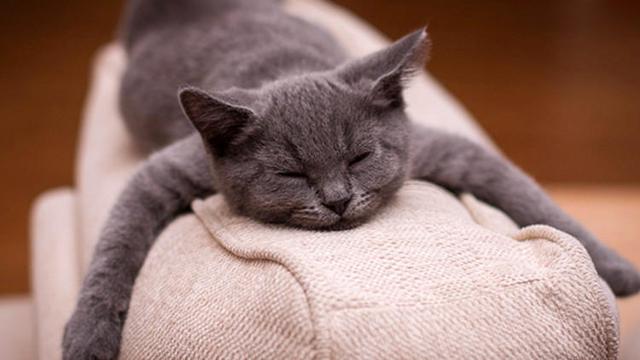 猫咪有这些表现，说明该驱虫了