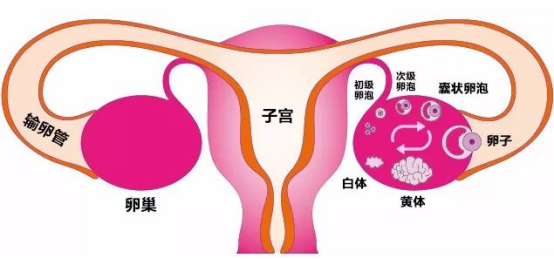 检查出多囊，医生开了药，吃了就来月经不吃就不来，这是怎么回事