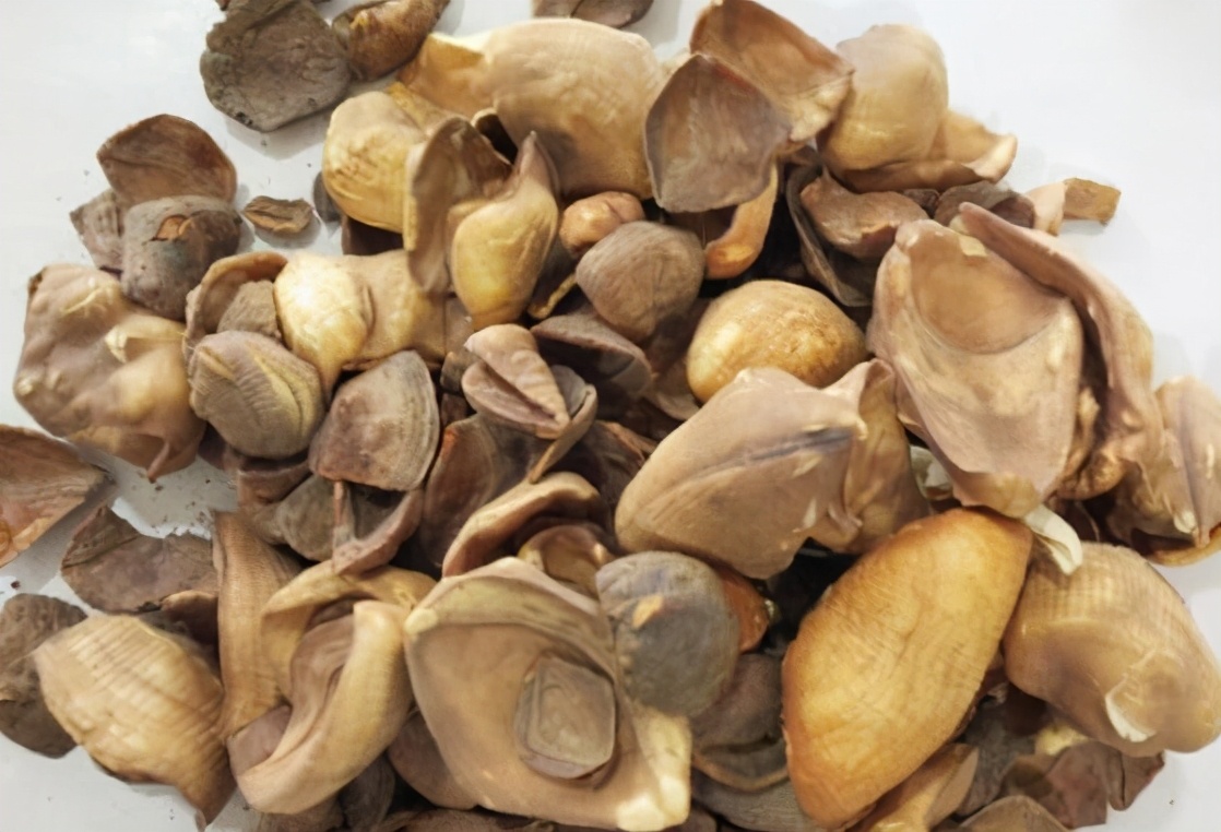 甲珠的功效与作用(8吨穿山甲鳞片为何都流向安徽)