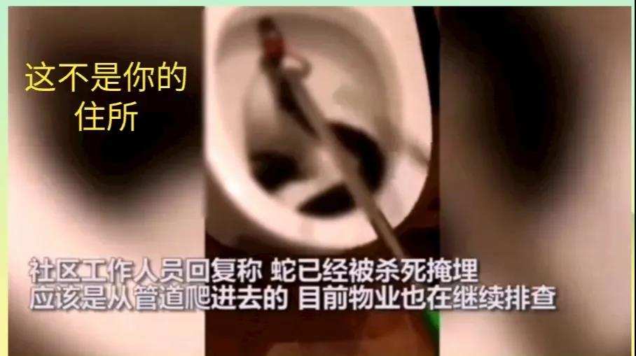 巨蟒盘踞马桶：两米长蛇意外现身卫生间