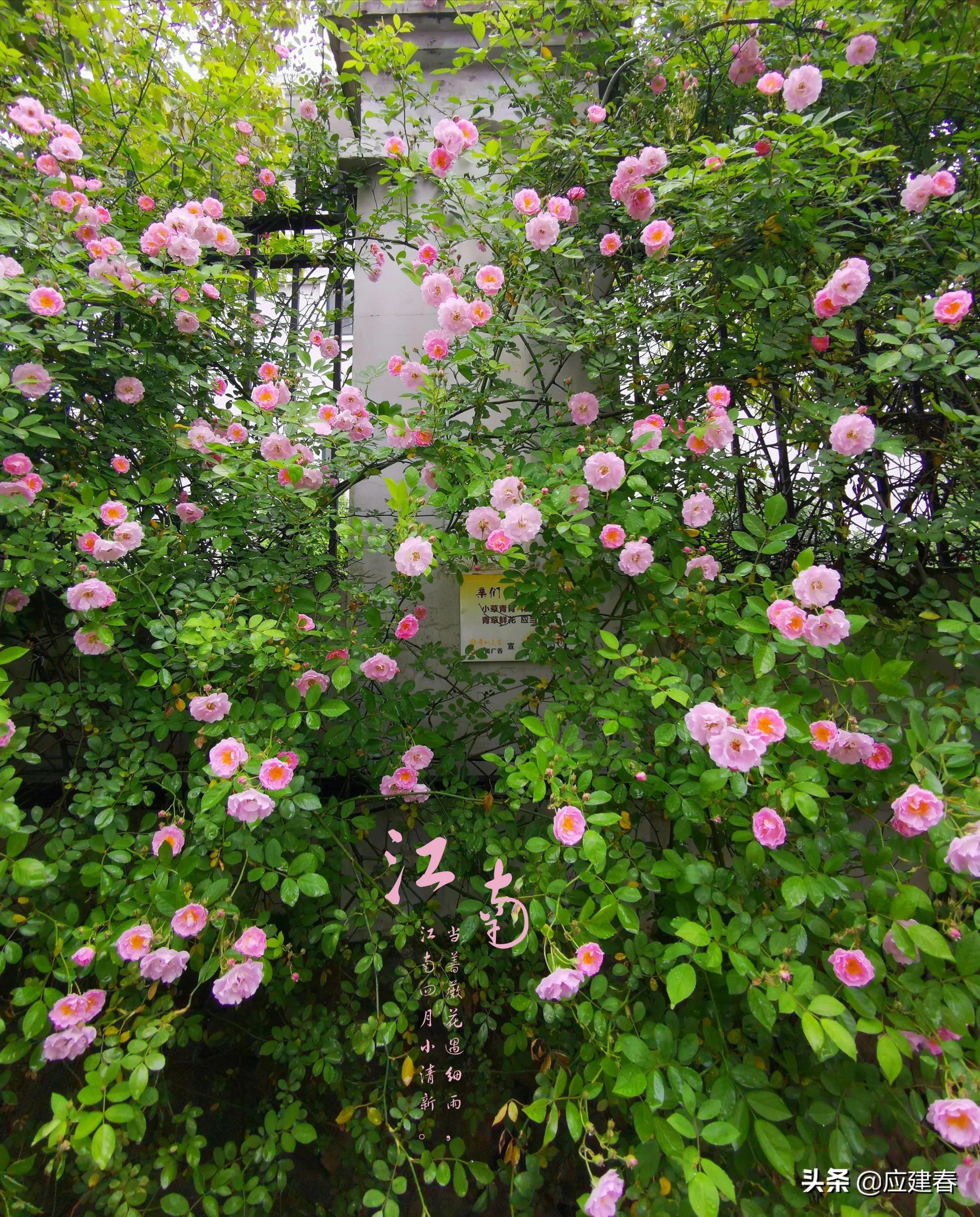 「散文」当蔷薇花遇细雨,江南四月小清新