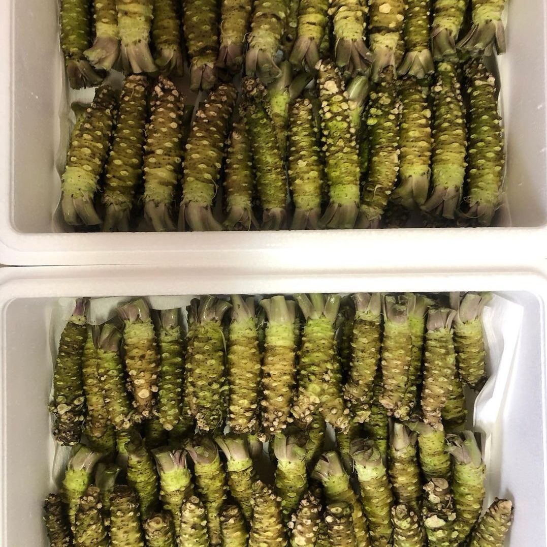 原来山葵,才是全世界"最贵"的农作物