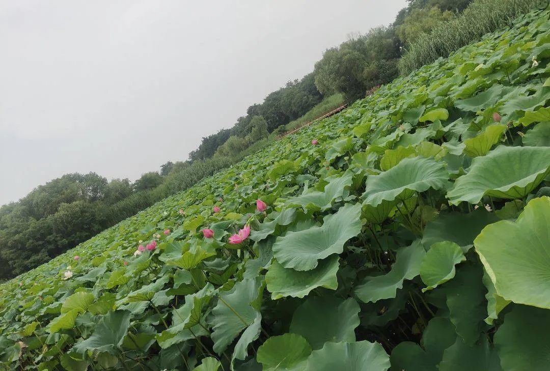 怀德学院“心怀正气 尚德倡廉”文化作品展