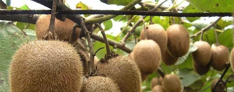 「溯源」徐香猕猴桃为何叫“徐香”？