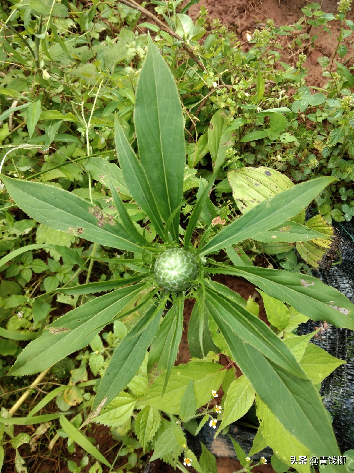 白术种植技术,白术种植技术及亩收益