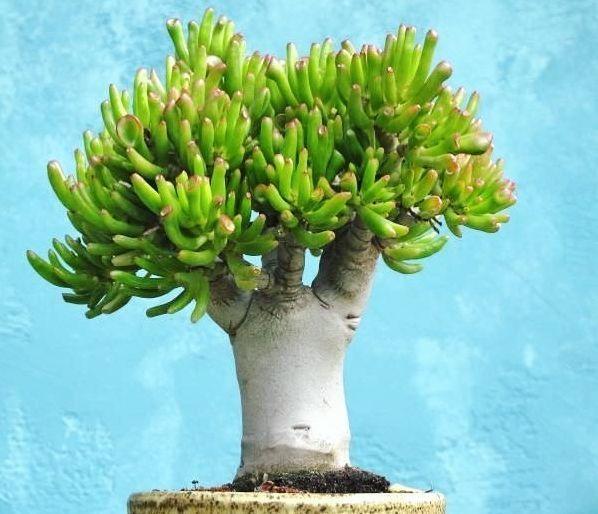 多肉植物如何养成树(多肉植物养成记作文)_小问小答_多肉植物网
