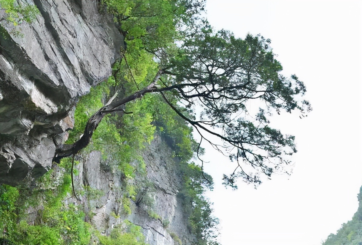 四川崖柏树图片及价格(崖柏) - 价格百科