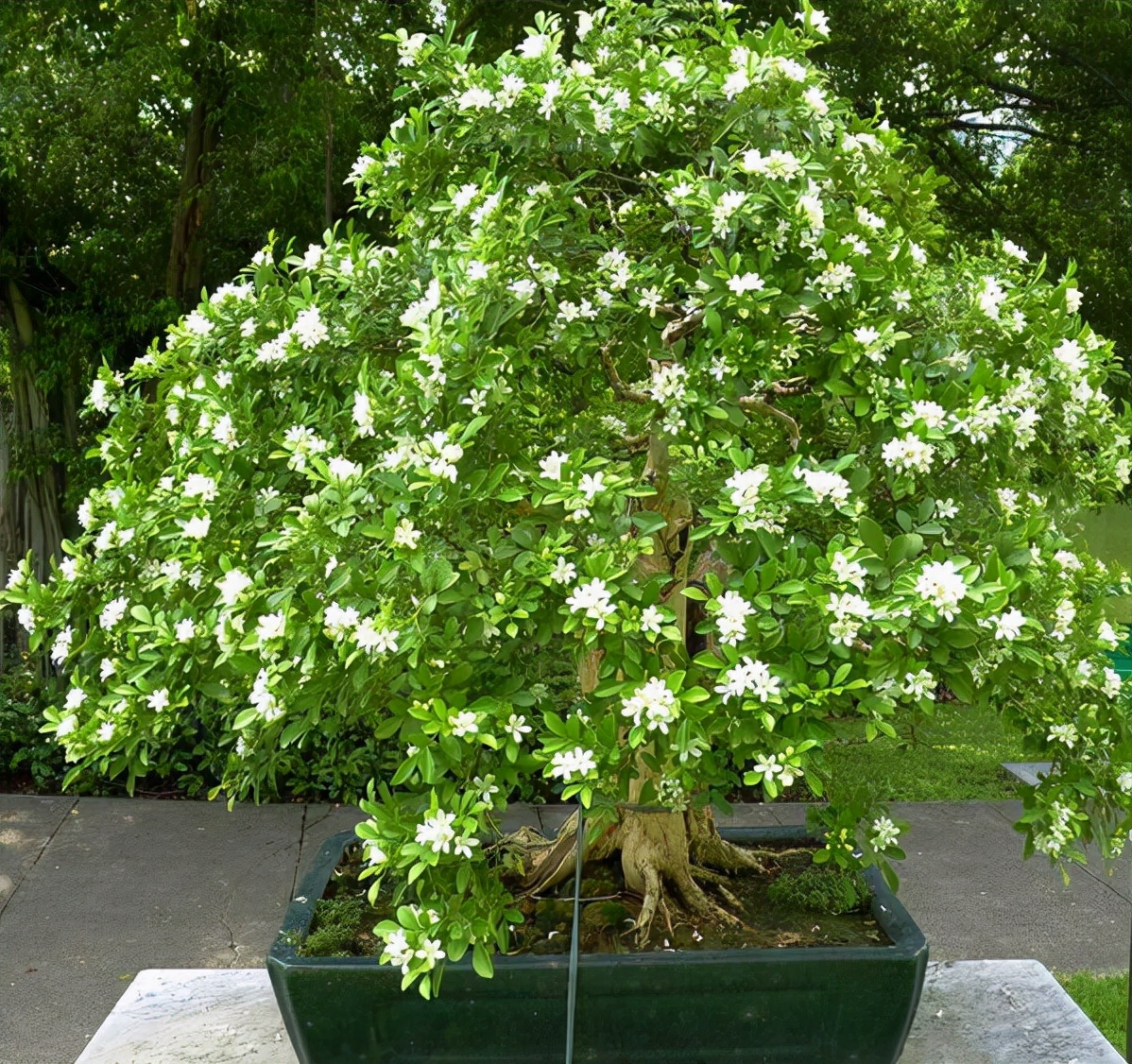 金弹子盆景价格(这)