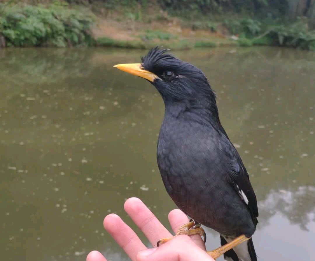 八哥吃什么 八哥鸟不能吃什么东西 - 汽车时代网