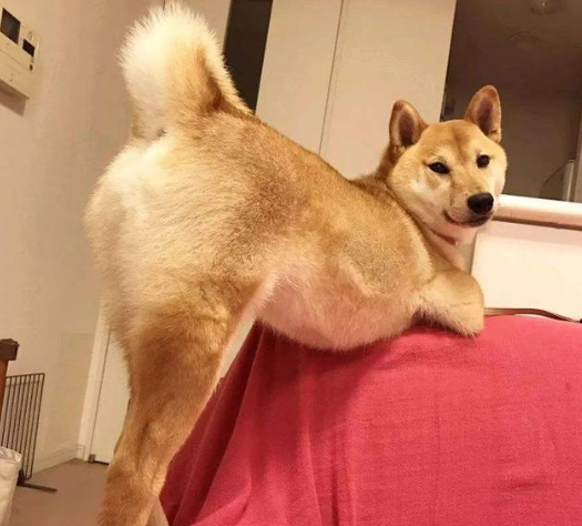 勸你別帶這些狗回家，你以為撿到寶，其實麻煩大了 