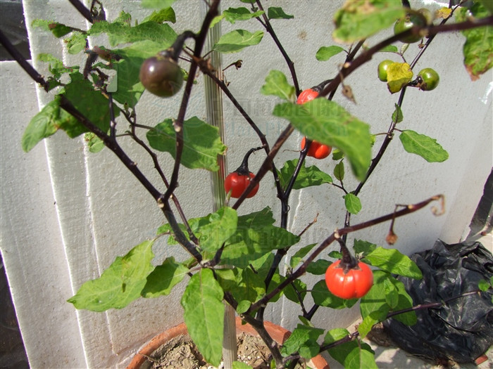 野颠茄，见过吗？能活血散瘀，镇痛麻醉