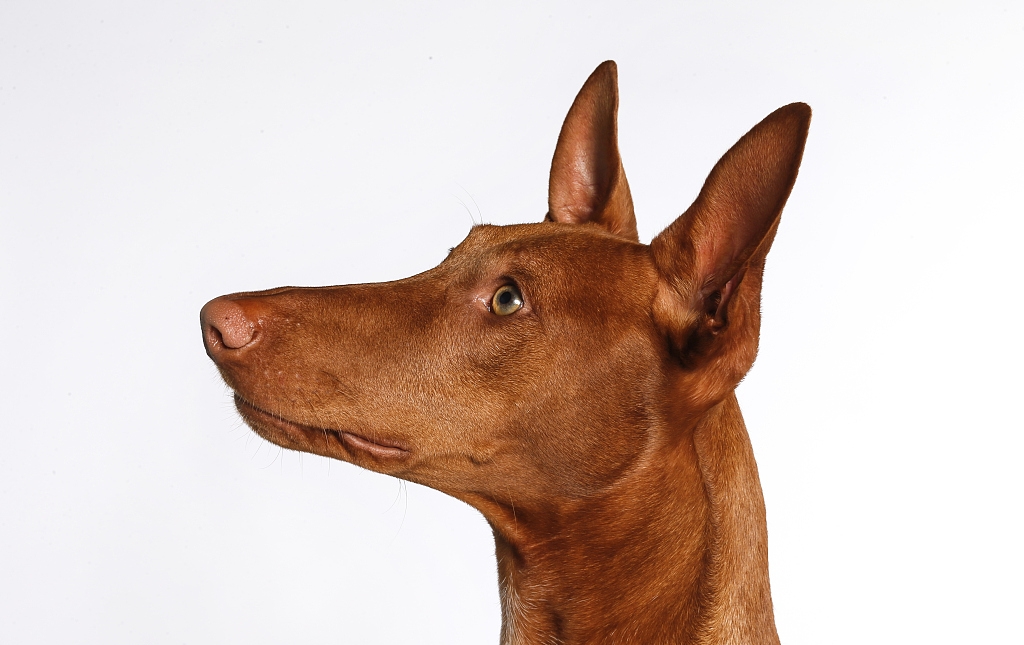 法老猎犬(物种百科:法老王猎犬)