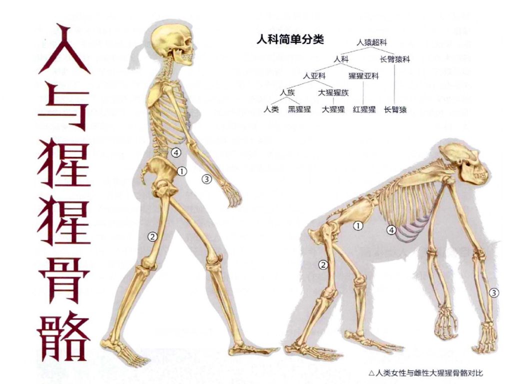人体有206块骨头，为何欧美人比亚洲人多两块，是哪一部分？
