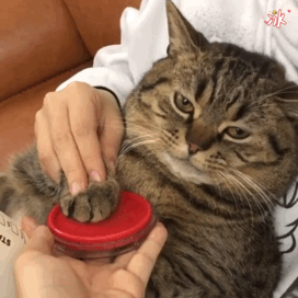 被CFA认证除名的中国狸花猫，到底有多优秀