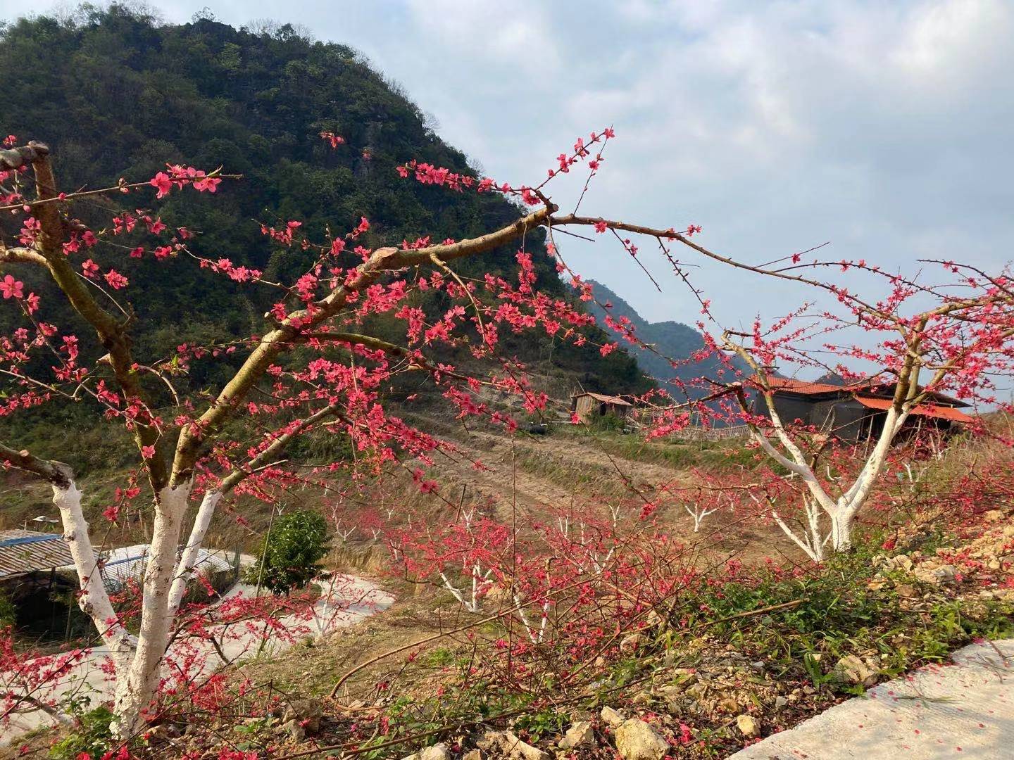 马山鹰嘴桃｜桃花与云海相伴，美如画卷