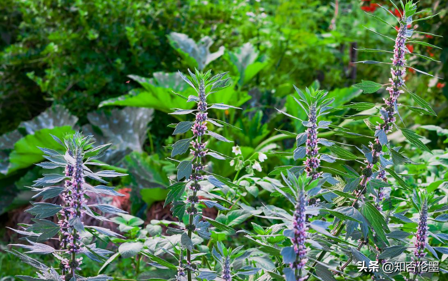 农村种植什么最赚钱,未来农村种植什么最赚钱