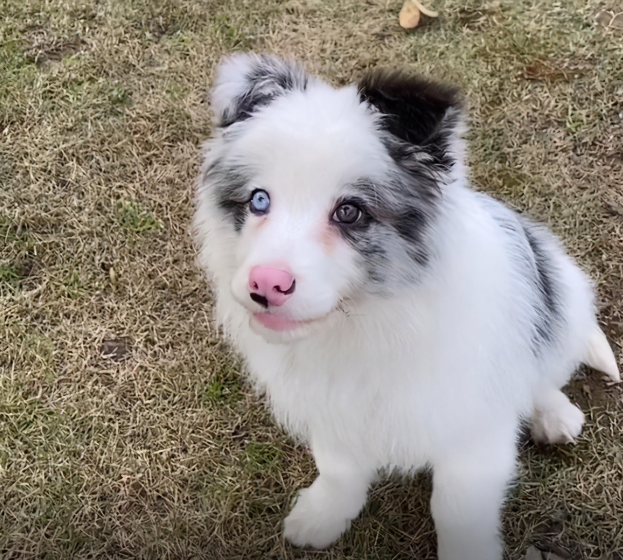 捡到一只边牧幼犬，养了一晚上，终于明白了它被遗弃的原因