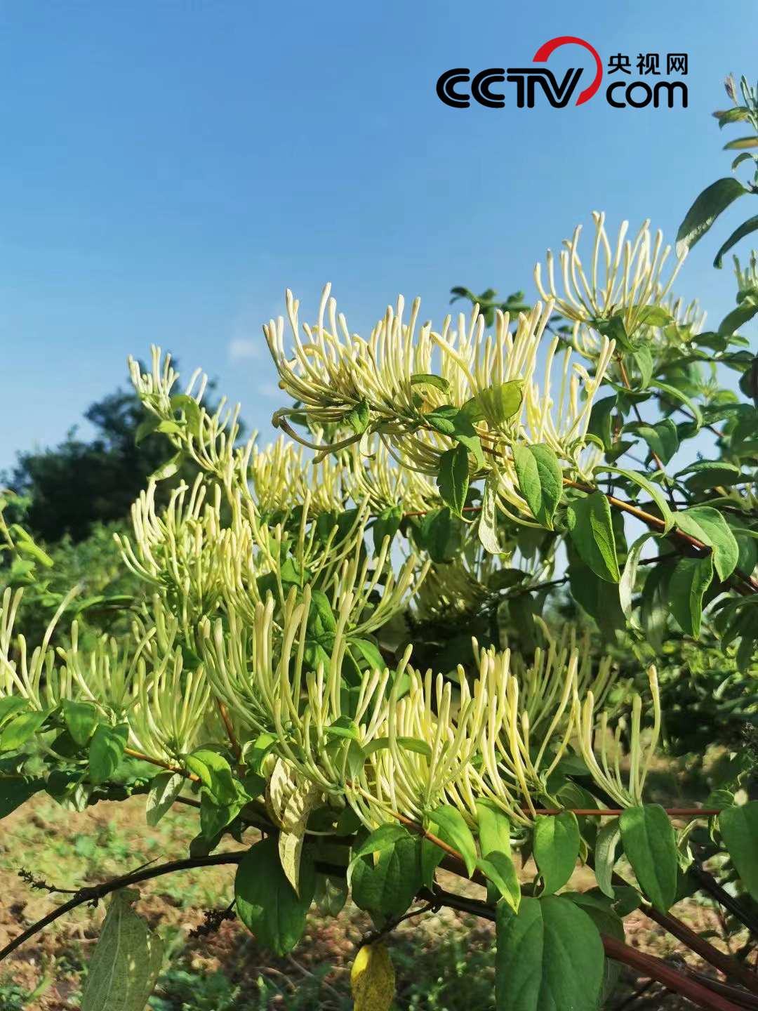 脫貧致富“搖錢樹”遍地花開是“金銀”